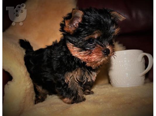 Μικρά κουτάβια Yorkie